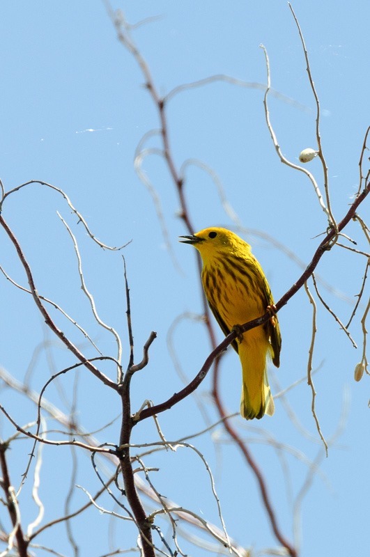 Yellow Warbler